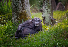Posing Adult Chimpanzee