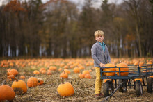 Boy Standing In A Pumpkin Patch Loading Pumpkins Into A Wagon
