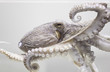 Common octopus in aquarium