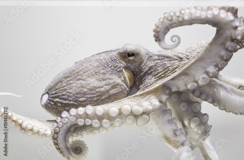 Fotografía Common octopus in aquarium