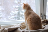 Fototapeta Koty - A red cat sits on a rug at the window in winter. A red cat looks out the window in winter.