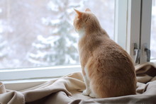 A Red Cat Sits On A Rug At The Window In Winter. A Red Cat Looks Out The Window In Winter.