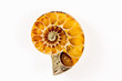 Ammonit, Nahaufnahme, opalisierend