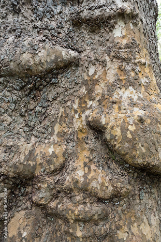 Obraz na plátne Bark and trunk of a London plane tree,