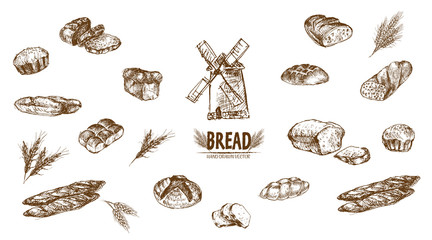 Wall Mural - Digital vector detailed line art baked bread