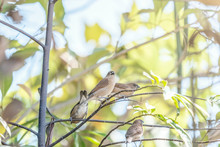 Little Birds At Home On Tree