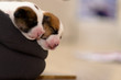 Piękne nowo narodzone szczenięta jack russell terrier, śpią słodko w puchatym łóżku. Rozmycie tła i mała głębia ostrości.