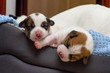 Piękne nowo narodzone szczenięta jack russell terrier, śpią słodko w puchatym łóżku. Rozmycie tła i mała głębia ostrości.