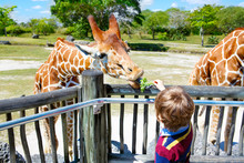 Little Kid Boy Watching And Feeding Giraffe In Zoo