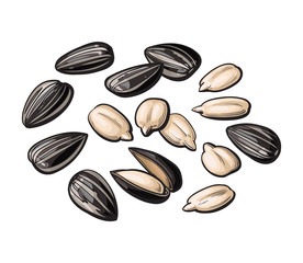 Whole and peeled sunflower seeds, vector illustration isolated on white background. Drawing of sunflowers seeds on white background, delicious healthy vegan snack