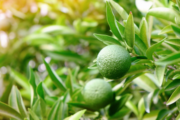 Wall Mural - View of citrus fruit tree branches