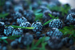 Macro of a blackberry on a wooden background.