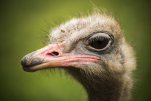 Ostrich Looking In Profile To The Camera