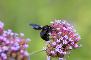 Wall Mural - Abeille charpentière ou Xylocopa violacea