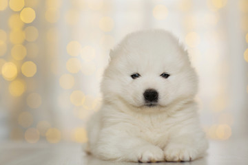 Canvas Print - Samoyed puppy