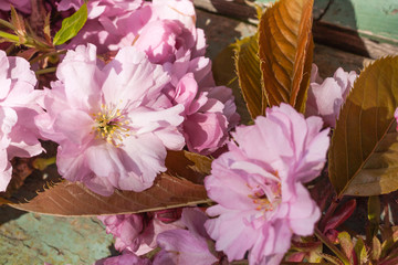 Canvas Print - Instagram style Japanese cherry blossom background