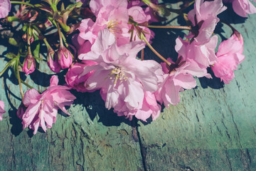 Wall Mural - Instagram style Japanese cherry blossom background