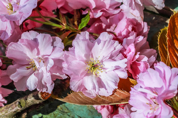 Wall Mural - Beautiful, Spring, rustic background with pink, Japanese tree blossom