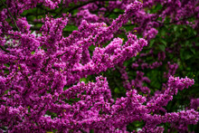 Beautiful Springtime Closeup Background. Judas Tree Blossom