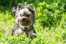 Yorkshire Terrier In The Grass
