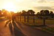 Pferde Herde im Sonnenuntergang