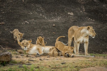 Sticker - Female lion nursing cubs in Masai Mara Game Reserve, Kenya