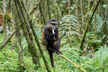 Sticker - Golden monkey in Volcanoes National Park