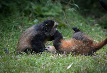 Sticker - Golden monkeys playing