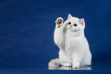 British White Shorthair Playful Cat With Magic Blue Eyes Put His Paw Up, Like Saying Hello. Britain Kitten Sitting On Blue Background With Reflection, Copy Space For Text.
