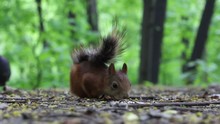 Red Squirrel Eats Sunflower Seeds In An Environment Of Pigeons