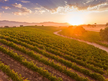 Aerial View Of Vineyard At Ar Sunrise, Santa Ynez Valley, California