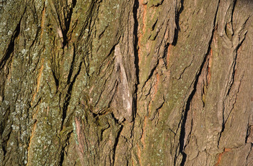 tree, bark, structure, oak