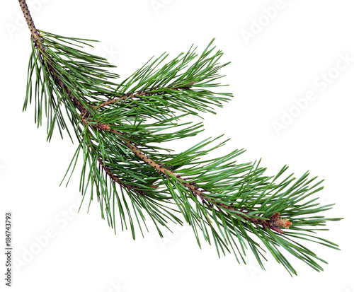 Fotomural pine branch with cones, isolated without a shadow