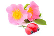 Rosehip flowers with berries isolated.