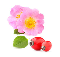 Wall Mural - Rosehip flowers with leaf and berries isolated.