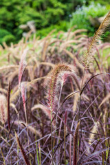 Canvas Print - Grass flower in nature