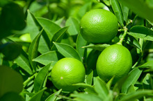 Green Lemon On Lemon Tree With Leaves