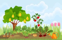 Kitchen Garden Or Vegetable Garden With Different Vegetables, Fruit Trees And Tulips