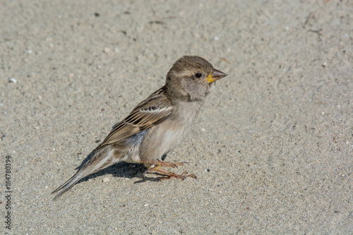 Fotomural House Sparrow Passer domesticus in natural background