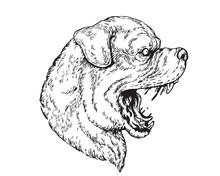 Detail Realistic Hand Drawing Angry Rottweiler Head Illustration