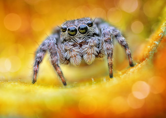 extreme sharp and detailed portrait of polish jumping spider macro with bokeh