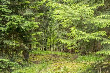 Canvas Print - idyllic forest scenery