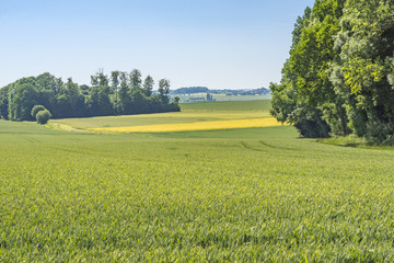 Poster - rural scenery in Hohenlohe