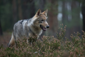  The gray wolf or grey wolf (Canis lupus) standing on a rock