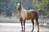 Fototapeta Konie - Beautiful horse posing in the first rays of the morning light