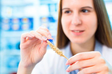 Wall Mural - Selective and genetic work with seeds and grains in a scientific laboratory. Food quality control