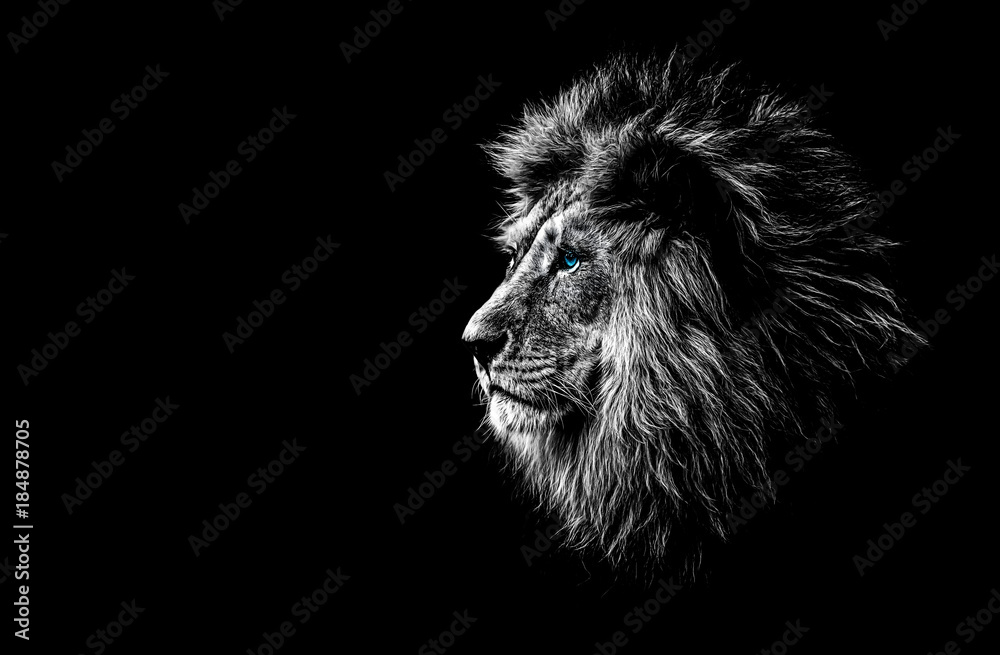 Fotoobraz lion in black and white with blue eyes beton architektoniczny