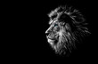 Leinwandbild Motiv lion in black and white with blue eyes