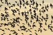 © sandpiper - ハマシギ群飛(dunlin)