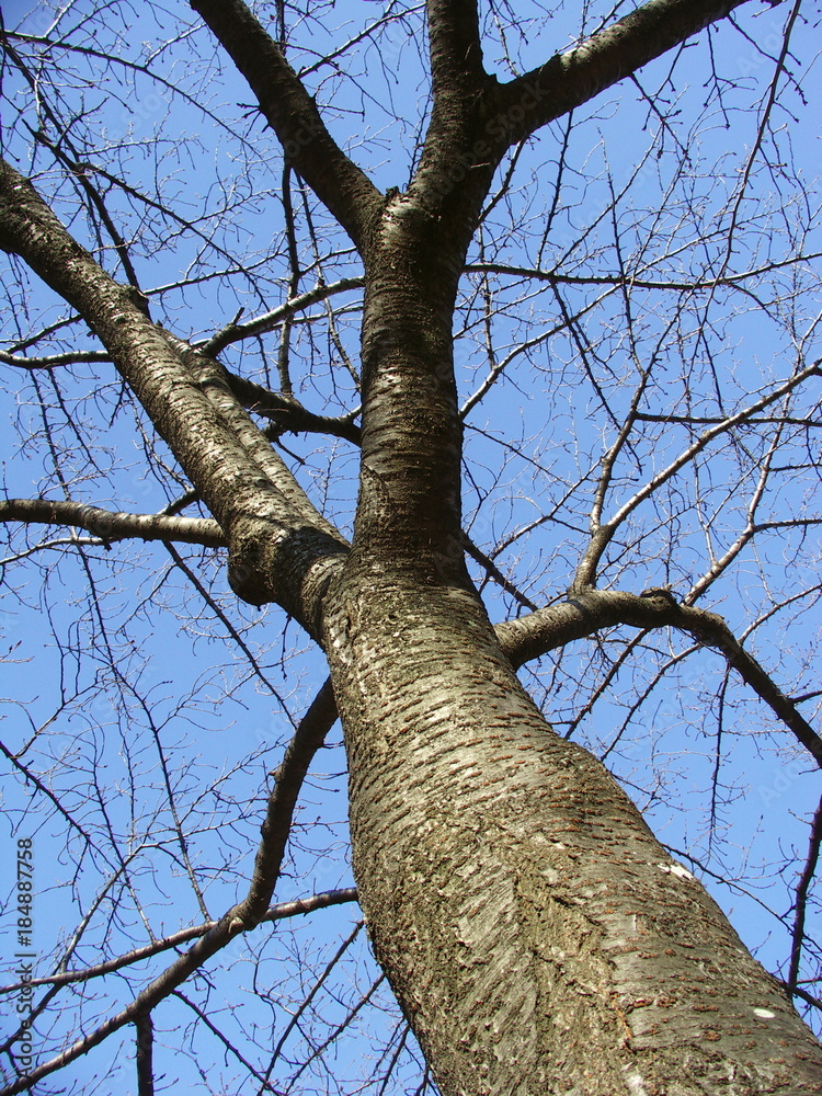 木の根革無き済み 木の根革無き済み